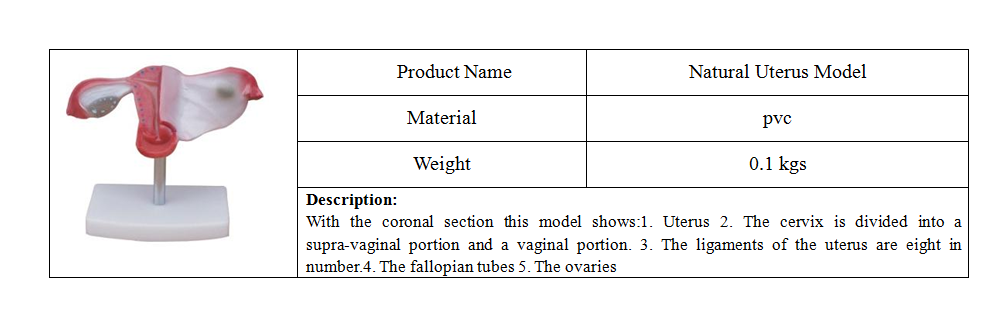 PVC Fetus Uterus Human Anatomical Teaching Models For Practice Teaching