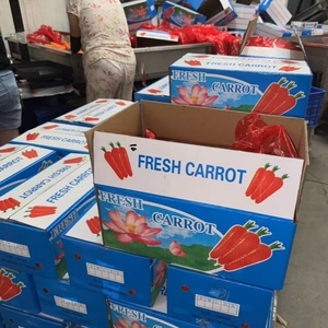 โรงงาน<span class=keywords><strong>ผล</strong></span>ิตมืออาชีพ ขายส่ง แครอทสด 100% ธรรมชาติ คุณภาพสูง สีแดงสด ขนาด 15 ซม. <span class=keywords><strong>พันธุ์</strong></span>ทั่วไป ซิโนฟาร์ม ฟู้ด - Product Image 6