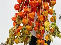 Buket Bunga Kering Physalis Plastik S-1 dengan Tangkai Lampion Cina untuk Dekorasi Wisuda, Halloween, dan Kembali ke Sekolah 70cm
