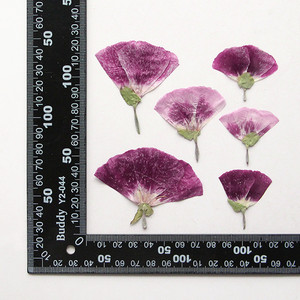 ขายส่ง<span class=keywords><strong>ดอกไม้</strong></span> DIY ลาก่อน<span class=keywords><strong>แห้ง</strong></span>กับดอกไม้ฤดูใบไม้ผลิสําหรับการทําเทียนเล็บเรซิ่นและการตกแต่งเคสโทรศัพท์มือถือ - Product Image 5