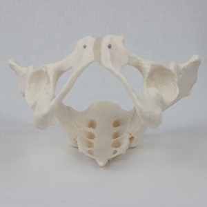 Lebensgroßes männliches Becken modell Becken modell Kleines Becken modell - Product Image 2