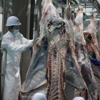 Équipement d'abattage d'ascenseur d'automne de plate-forme de levage pneumatique automatique de vente chaude pour l'abattoir de bétail pour des fermes