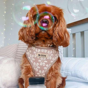 Luxuriöses Haustiergeschirr mit Blumenmuster-Jacquard, Halsbänder mit D-Ring-Leine, personalisiertes Hundezubehör - Product Image 5