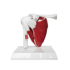 PVC plastik sendi bahu Model struktur kerangka otot ligamen termasuk struktur bahu tulang selangka Humerus skapula - Product Image 1