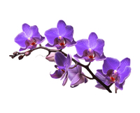 Extrait de fleur d'orchidée pour une alimentation saine, fleur d'orchidée en vrac, poudre de fleur d'orchidée