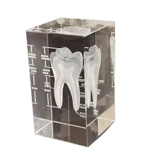 PNT-C009 Hadiah Medis Gigi Kristal, Model Pengajaran Gigi