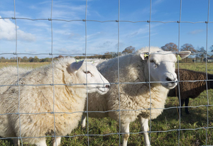 Nuova Cuccia per Cani da Esterno di Grande Dimensione in Legno Trattato Termicamente con Telaio in Metallo, Servizio di Modellazione 3D, Recinzione di Sicurezza - Product Image 2