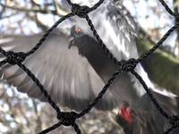 Filet anti-oiseaux robuste pour l'agriculture-Protégez le verger, le vignoble et le jardin