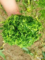Moissonneuse-batteuse à prix réduit, petite moissonneuse-batteuse à maïs autopropulsée pour ensilage