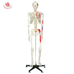 Kerangka Manusia Model 180Cm untuk Anatomi dengan Sandaran Dapat Digerakkan Bahan PVC dengan Sisipan Otot Setengah Badan Dicat dan Titik Asal