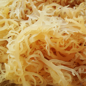 Nido de Aves Marinas/ Eucheuma Cottonii - Product Image 1