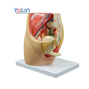 Anatomisches Modell des gynäko logischen Harn systems weibliche sagittale Anatomie weibliches Becken modell des Fort pflanzung systems