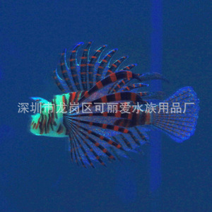 Décorations de paysage pour <span class=keywords><strong>aquarium</strong></span>, fabricant d'aquariums exportant des poissons-léon réalistes lumineux et colorés en silicone - Product Image 3