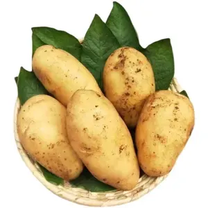 Cina nuovo raccolto esportazione olanda semi di patate fresche/semi prezzi in vendita