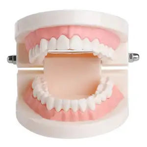 霍伊工艺教育刷牙模式儿童牙科教学学习1:1标准牙齿模型