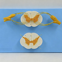 DARHMMY - Modelo Anatómico de Médula Espinal Humana con Nervios Espinales, PVC, para Enseñanza Médica y Formación de Médicos