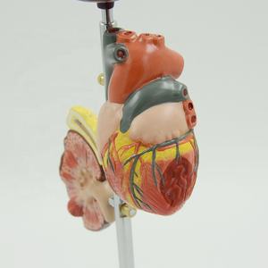 Model Anatomi Kaki Diabetik Ilmu Kedokteran Menunjukkan Pola <span class=keywords><strong>Diabetes</strong></span> Termasuk Pola Organ Patologis - Product Image 3