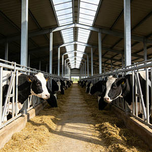 Establo de Acero para Ganado ASCE, Resistente al Viento y a la Nieve, Galvanizado, Prefabricado, para Cría de Vacas a Gran Escala - Product Image 1