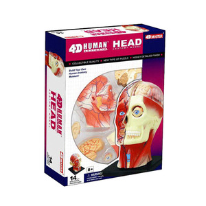 Modelo Anatómico 4D del Nervio Craneal Humano, Músculos y Órganos del Cabeza para Enseñanza Médica - Product Image 6