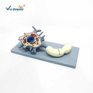 Modelo de Neurón Vic Education de 2 Componentes: Modelo Ampliado del Cuerpo Celular del Neurón y la Estructura de la Fibra Nerviosa - Product Image 5