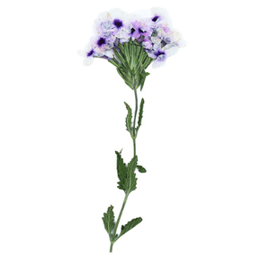 Tiges de verbena séchées longue durée avec fleurs pressées pour moules <span class=keywords><strong>en</strong></span> résine, décoration intérieure et cadeaux de la Fête des Mères - Product Image 4