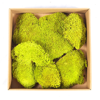 Mousse stabilisée naturelle verte, lichen, mousse pour bricolage mural, coussin, oreiller, mousse de poteau