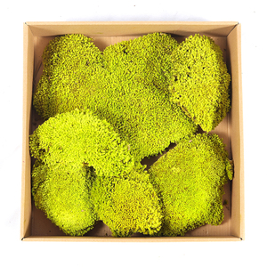 Preserved <strong>Moss</strong> Green Lichen <strong>Moss</strong> DIY Wall Real Natural Stabilized Preserved <strong>Bun</strong> Pillow Cushion Pole <strong>Moss</strong> - Product Image 4