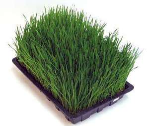 Échantillon <span class=keywords><strong>gratuit</strong></span> en gros, herbe de blé 100% naturelle de haute qualité - Product Image 2