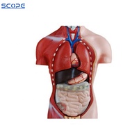 Cuerpo de simulación humana desmontable para hombre y mujer, modelo anatomico, Torso, 42cm