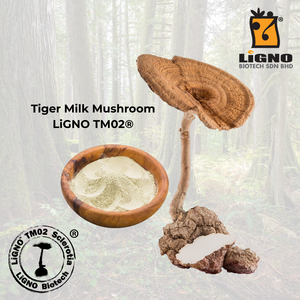 ผงสารสกัดจากเห็ดนมเสือบริสุทธิ์ LiGNO TM02 ผลิตภัณฑ์เครื่องดื่มบำรุงระบบทางเดินหายใจ - Product Image 1