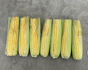 स्टेनलेस स्टील मकई सिल कटर ताजा मक्का मकई काटने की मशीन मीठी मकई प्रसंस्करण मशीन - Product Image 6