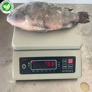 Persediaan SD 500-800gr ikan tilapia frozen tilapia hitam