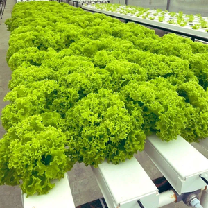 Sistema de Cultivo Vertical Hidropónico en PVC con Canales NFT para Lechuga, Invernadero Pequeño de Plástico, Superventas - Product Image 3
