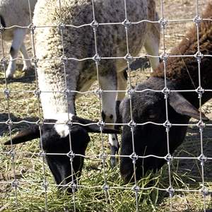 Clôture de champ en treillis métallique galvanisé à haute résistance, calibre 12,5, 8 pieds, à nœuds fixes, pour clôture contre les cerfs - Product Image 5