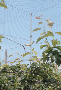 Fabrika Doğrudan Toptan Naylon Kuş Önleyici Ağ Yüksek Mukavemetli UV Korumalı Kesilebilir Tarım Arazisi Meyve Bahçesi Kümes Hayvanları Havaalanı Kullanımı Çin Malı - Product Image 6