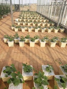 Système de <span class=keywords><strong>Culture</strong></span> hydroponique intérieure, serre agricole pour la <span class=keywords><strong>Culture</strong></span> de tomates, avec seau néerlandais, pour vente - Product Image 5