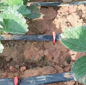 Fabrika doğrudan plastik sabit mikro su borusu tırnak zemin çatal damla sulama kanca - Product Image 5