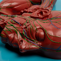 Modelo de la Estructura Endocrina del Sistema Linfático Humano Yulin, Adecuado para Estudiar el Sistema Vascular Interno, CE/ISO