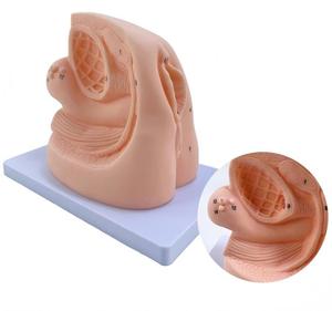 แบบจำลองการสอนทางการแพทย์: แบบจำลองการใส่สายสวนปัสสาวะหญิงสำหรับการฝึกอบรมทางพยาบาลและทางการแพทย์ - Product Image 5