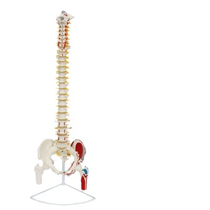 Modelo de estructura de columna vertebral humana para enseñanza y demostración, modelo médico flexible de 45cm-85cm - Product Image 2