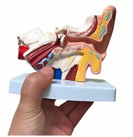 Modelo de Simulación de Oído Humano, Modelo de Oído de Escritorio, Tipo Anatomía Humana