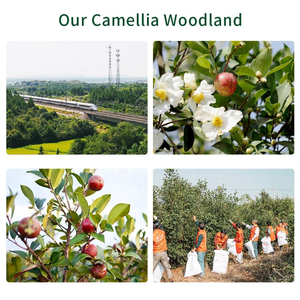 Food Grade Pure <strong>Camellia</strong> Seed <strong>Oil</strong> Crude Processed From Natural <strong>Camellia</strong> Oleifera Seeds Wholesale Supply for Cosmetics Use - Product Image 2