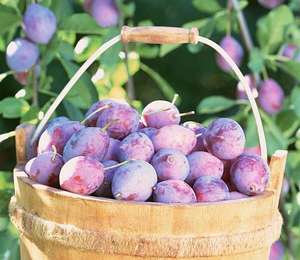 Kaliteli Fructus Mume özü/kurutulmuş erik meyve tozu - Product Image 5