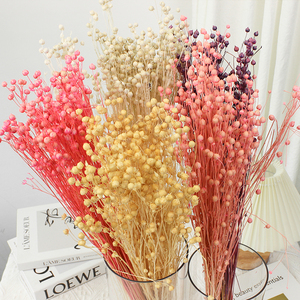 Suministro de floristería de alta calidad Natural Real Fresh Everlasting Jequirity Bean Jumble-beads Flores secas para la decoración del hogar - Product Image 2