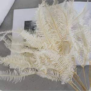 Vente en gros de fleurs séchées naturelles, vraies plantes, <span class=keywords><strong>fougère</strong></span> éternelle, feuilles de <span class=keywords><strong>fougère</strong></span> conservées pour la décoration intérieure - Product Image 2