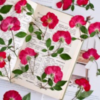 Fleurs séchées pressées mélangées, naturelles et véritables, pour la fabrication de bijoux en résine, de bougies, de scrapbooking, de cadres de cartes, de bricolage et de décoration artisanale