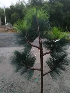 <span class=keywords><strong>Tour</strong></span> mobile en treillis de 25m 30m 40m <span class=keywords><strong>Tour</strong></span> tubulaire pour télécommunications Pine Tree Tower - Product Image 6