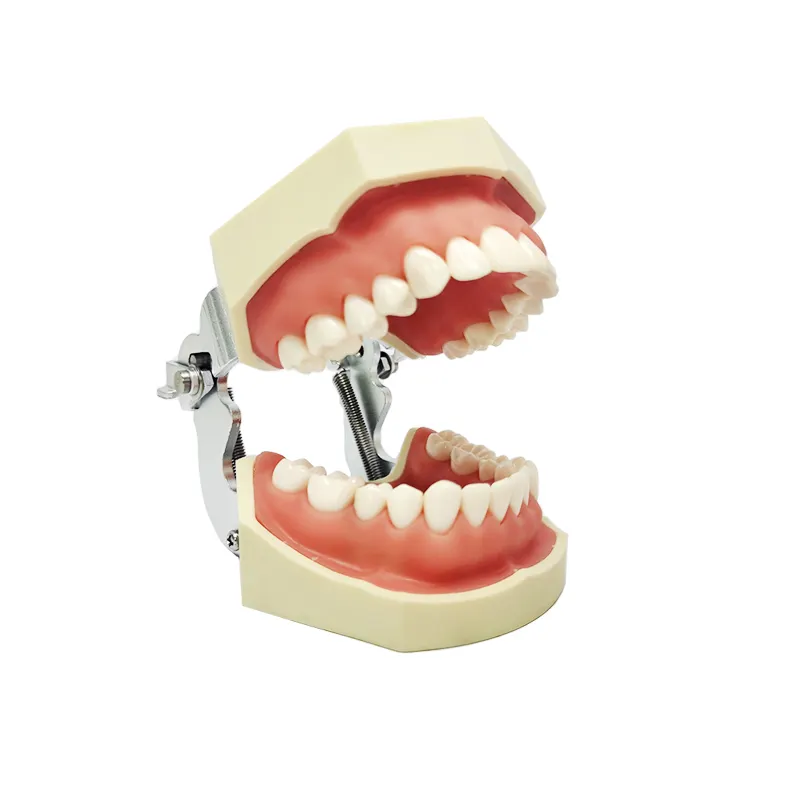 Estudo dental de escola de dentes, modelo de treinamento dental removível com 28 peças