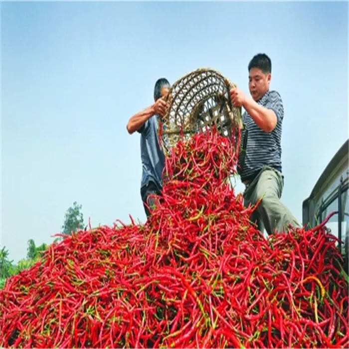 Cabe Erjingtiao merah panjang untuk Cabe goreng Erjingtiao cabai