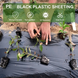 Film de paillage noir perforé pour la plantation de légumes - Product Image 4